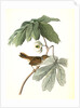 Swamp Sparrow. Male. (May-apple.) by John James Audubon