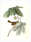 Swamp Sparrow. Male. (May-apple.) by John James Audubon