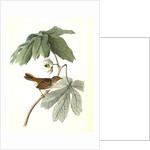 Swamp Sparrow. Male. (May-apple.) by John James Audubon