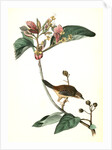 Bachman's Pinewood Finch. Male. (Pinckneya pubescens) by John James Audubon