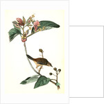 Bachman's Pinewood Finch. Male. (Pinckneya pubescens) by John James Audubon