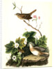 Lincoln's Pinewood Finch by John James Audubon