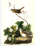Lincoln's Pinewood Finch by John James Audubon