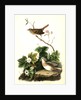 Lincoln's Pinewood Finch by John James Audubon