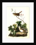 Lincoln's Pinewood Finch by John James Audubon