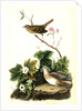 Lincoln's Pinewood Finch by John James Audubon