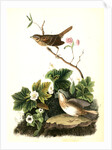 Lincoln's Pinewood Finch by John James Audubon