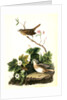 Lincoln's Pinewood Finch by John James Audubon