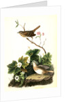 Lincoln's Pinewood Finch by John James Audubon