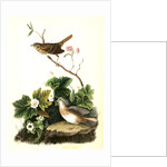 Lincoln's Pinewood Finch by John James Audubon