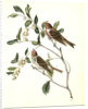 Lesser Redpoll Linnet by John James Audubon