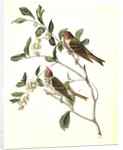 Lesser Redpoll Linnet by John James Audubon