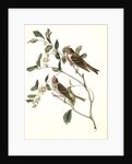 Lesser Redpoll Linnet by John James Audubon