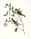 Lesser Redpoll Linnet by John James Audubon