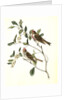 Lesser Redpoll Linnet by John James Audubon