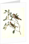 Lesser Redpoll Linnet by John James Audubon