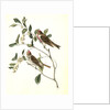 Lesser Redpoll Linnet by John James Audubon