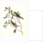 Lesser Redpoll Linnet by John James Audubon