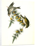 Pine Linnet by John James Audubon