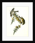 Pine Linnet by John James Audubon