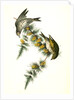 Pine Linnet by John James Audubon