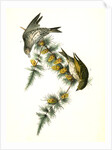 Pine Linnet by John James Audubon