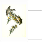 Pine Linnet by John James Audubon