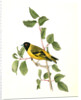 Black-headed Goldfinch. Male by John James Audubon