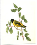 Black-headed Goldfinch. Male by John James Audubon