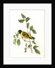 Black-headed Goldfinch. Male by John James Audubon