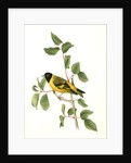 Black-headed Goldfinch. Male by John James Audubon