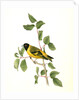 Black-headed Goldfinch. Male by John James Audubon