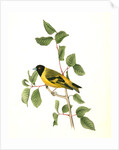 Black-headed Goldfinch. Male by John James Audubon