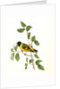 Black-headed Goldfinch. Male by John James Audubon