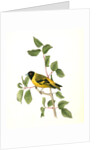 Black-headed Goldfinch. Male by John James Audubon