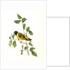 Black-headed Goldfinch. Male by John James Audubon