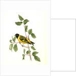 Black-headed Goldfinch. Male by John James Audubon