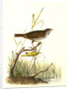 Brown Finch. Female by John James Audubon