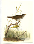 Brown Finch. Female by John James Audubon