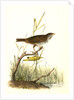 Brown Finch. Female by John James Audubon
