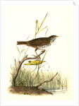 Brown Finch. Female by John James Audubon