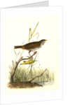 Brown Finch. Female by John James Audubon