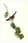 Townsend's Finch. Male by John James Audubon