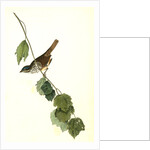 Townsend's Finch. Male by John James Audubon