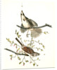 Song Finch by John James Audubon