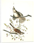Song Finch by John James Audubon