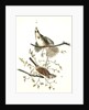 Song Finch by John James Audubon