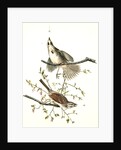 Song Finch by John James Audubon