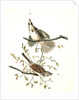 Song Finch by John James Audubon