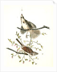 Song Finch by John James Audubon